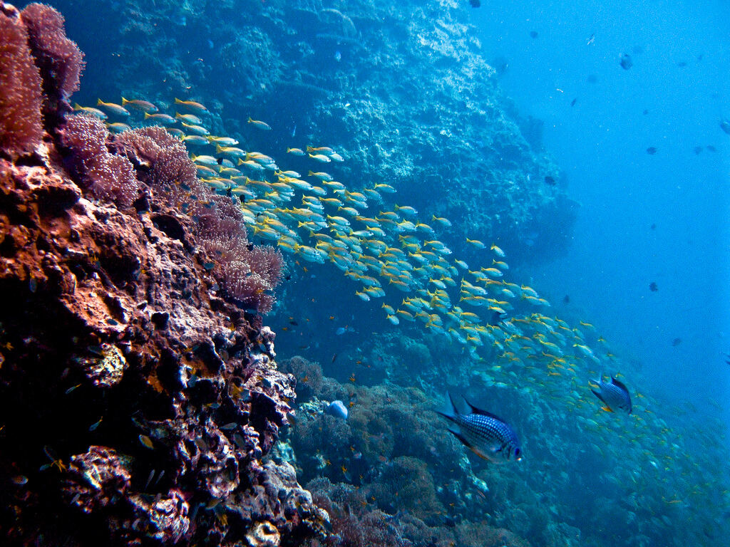 Coral reef and fish underwater near Koh Phi Phi and Koh Lanta