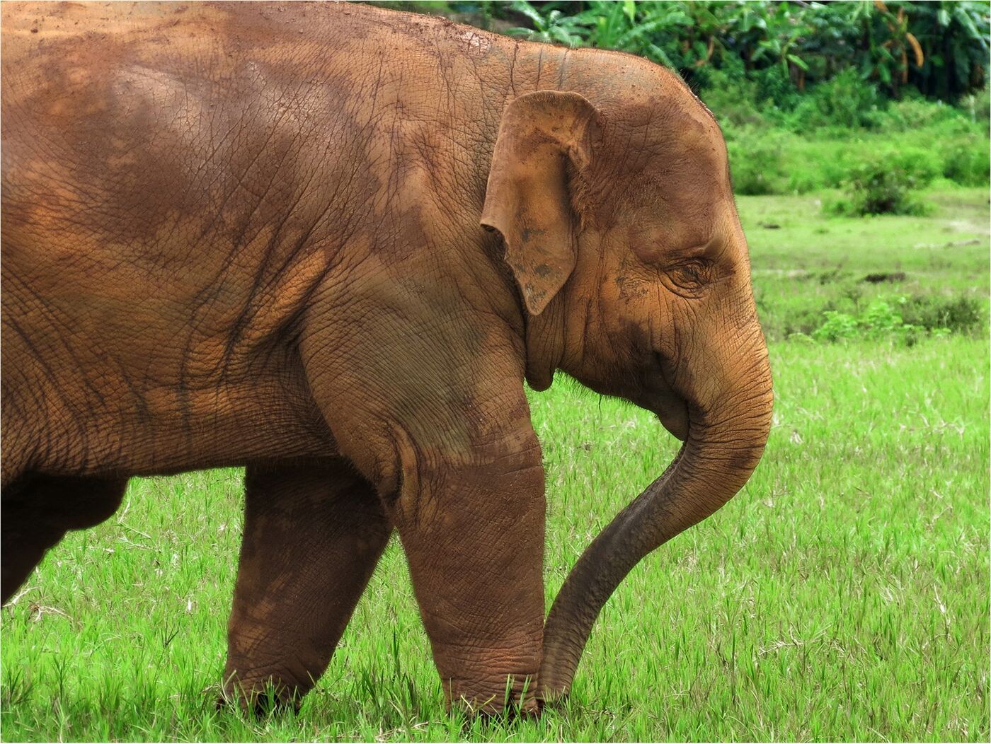 A rescued Asian elephant grazing at a sanctuary in northern Thailand